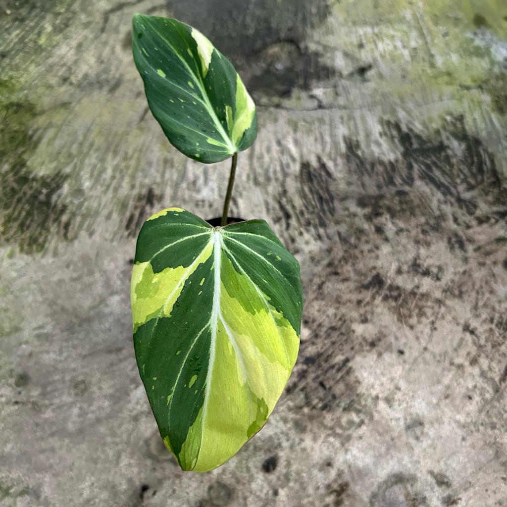 Philodendron Gloriosum Aurea Variegata