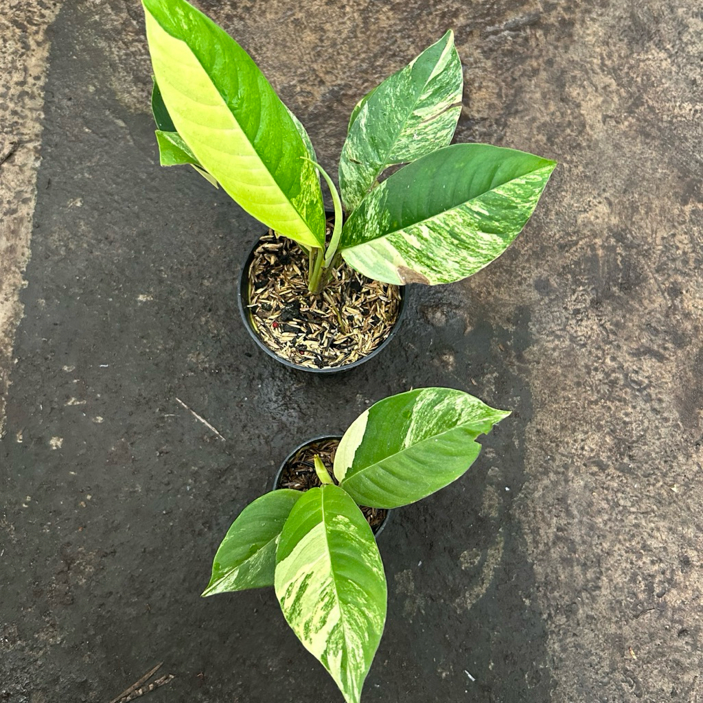 rhaphidophora foraminifera yellow variegata real pict