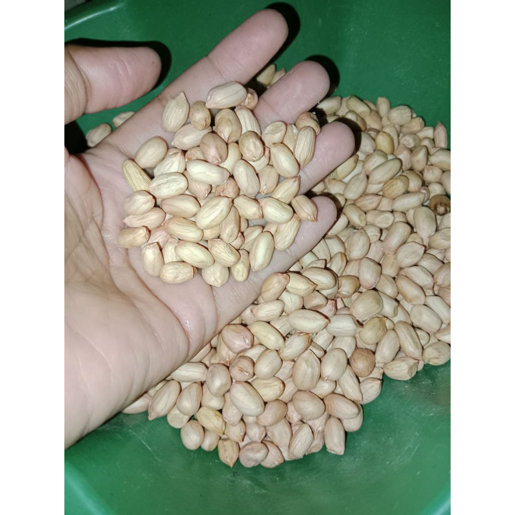 

kacang tanah super 2