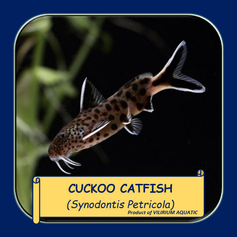 IKAN HIAS AIR TAWAR - SYNODONTIS PETRICOLA / CUCKOO SYNODONTIS (IKAN AQUASCAPE)
