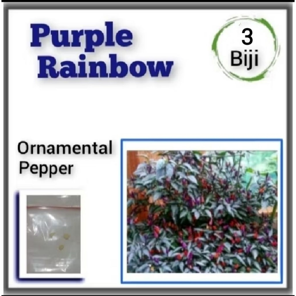 Benih Cabe Hias Purple Rainbow Bibit Tanaman Cabai Pelangi