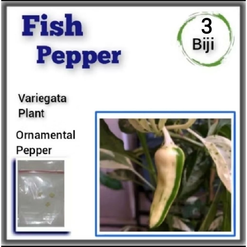 Benih Cabe Varigata Fish Pepper Bibit Tanaman Cabai Hias