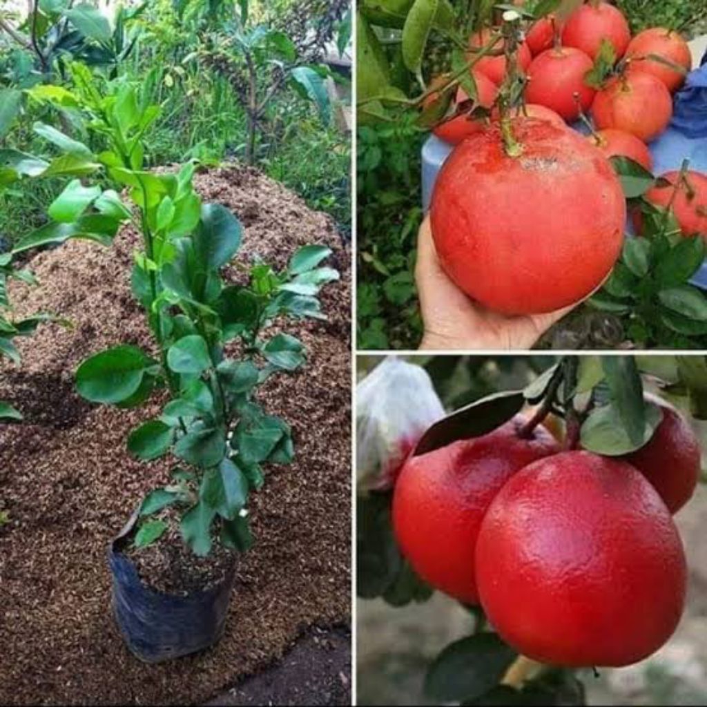 Bibit Jeruk Pamelo Merah/ Red Pamelo Unggul Cepat Berbuah
