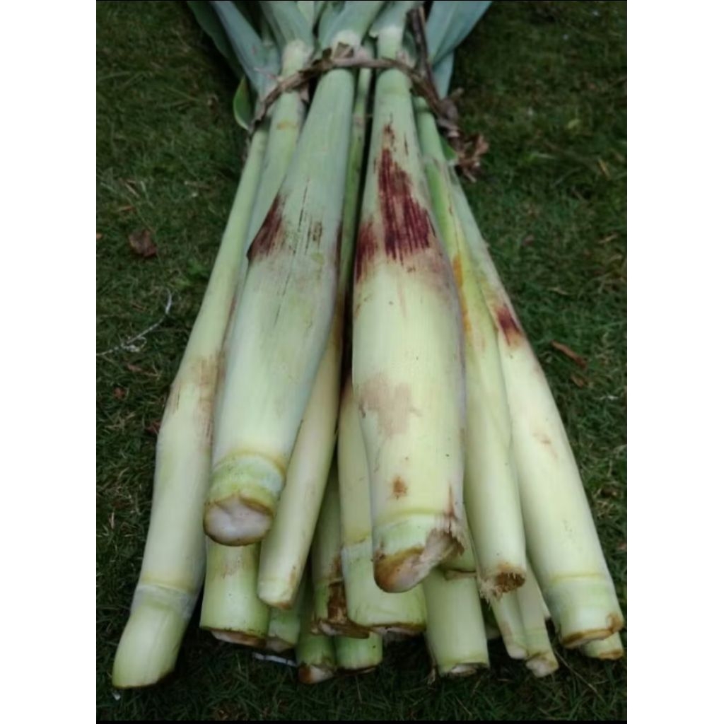 

terubuk atau tebu telur 1kg