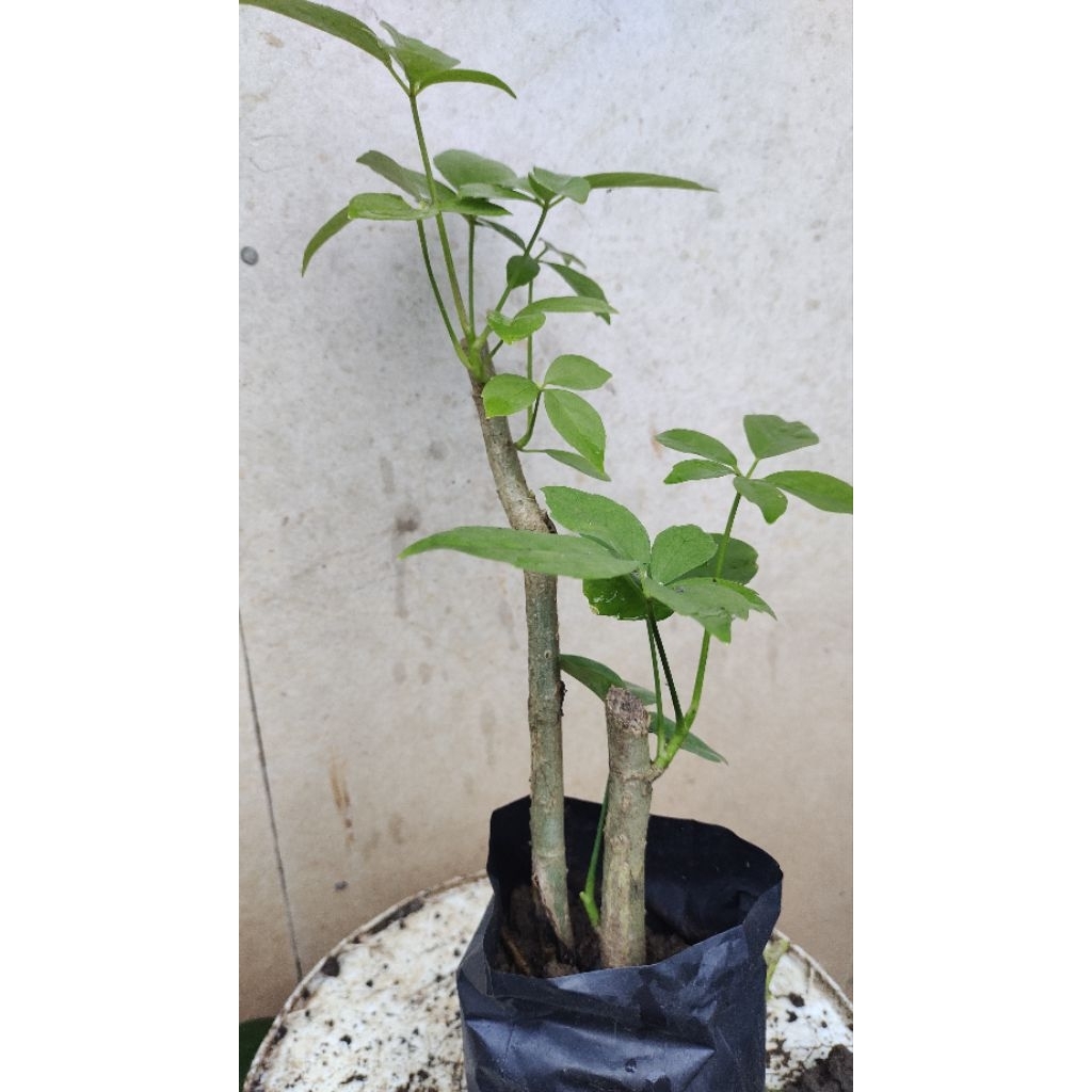 bahan bonsai Tlogosari realpic sesuai gambar