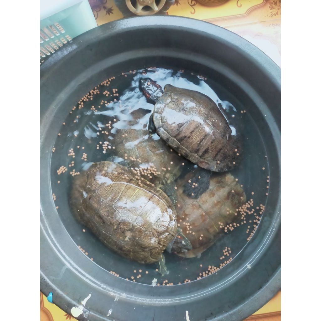 Pejantan Kura Brazil Proven