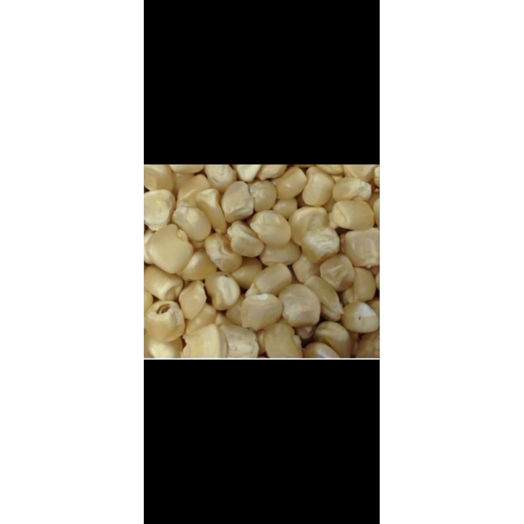 

benih jagung berkuatlitas siap tanam /kg