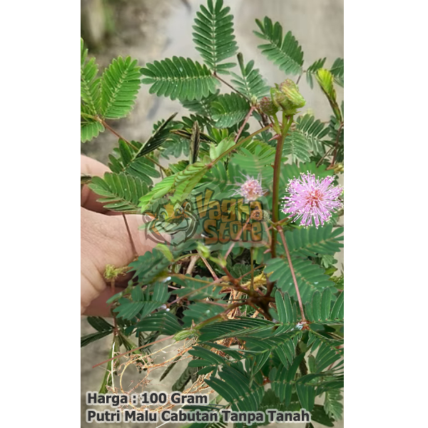 Putri malu segar Cabutan putri malu (Tanaman Tanpa Media Tanah) tanaman herbal 100gram panen dadakan