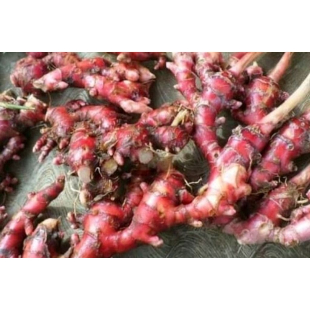 

rimpang jahe merah segar/1kg