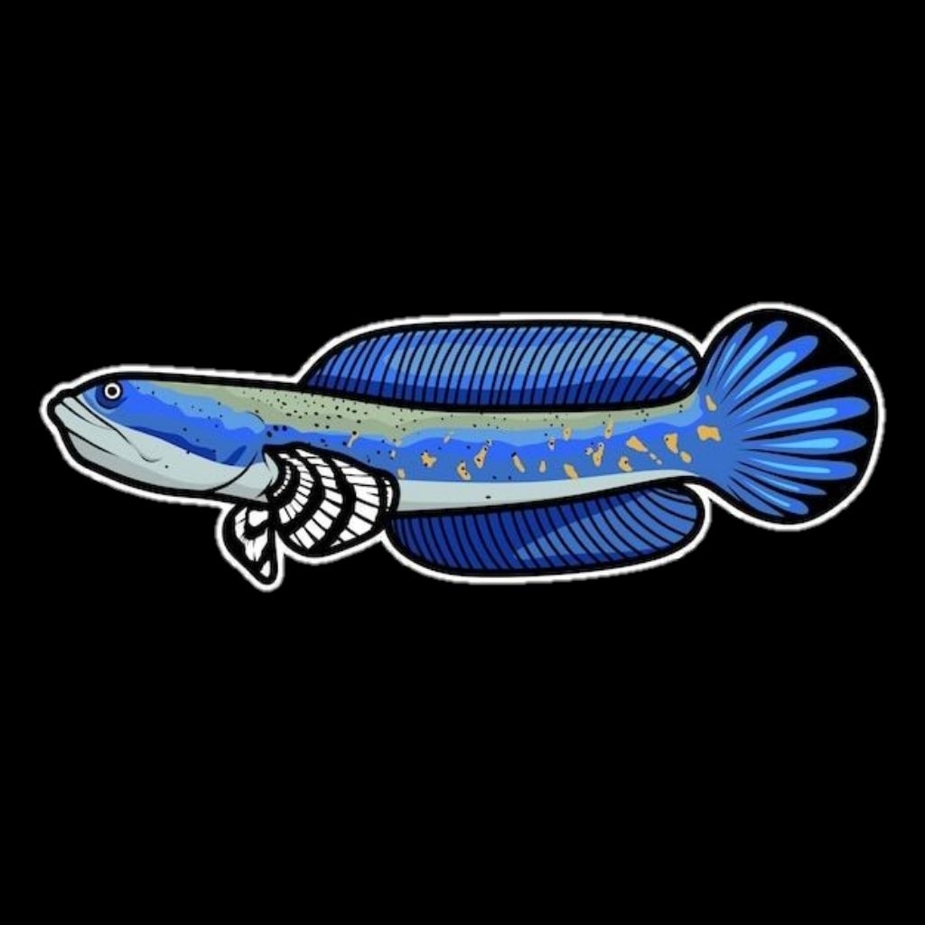 Blue pulchra 8-10cm fulldot