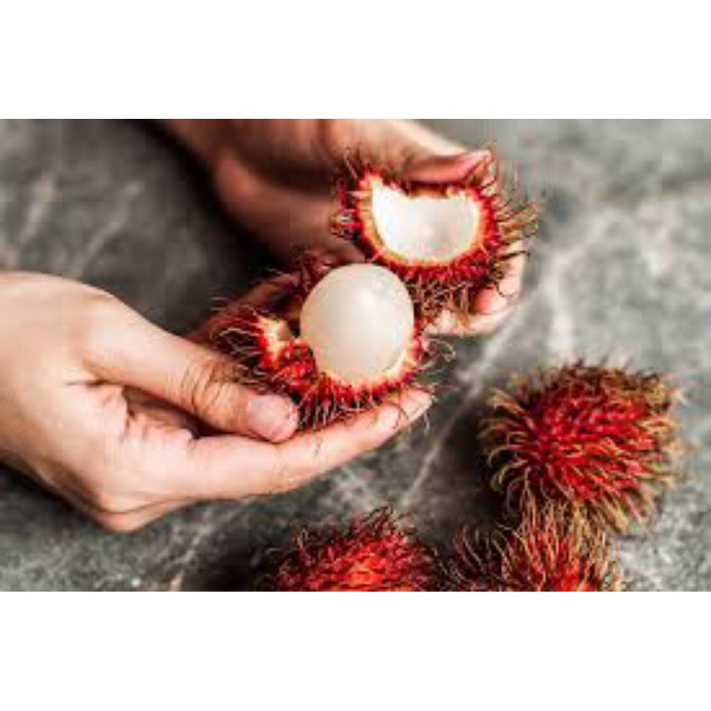 

rambutan binjay buah segar berkualitas