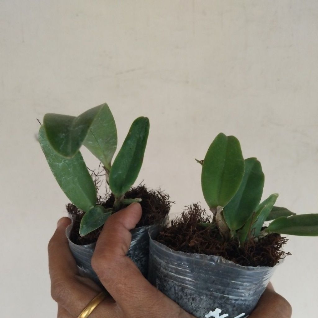 catteleya remaja