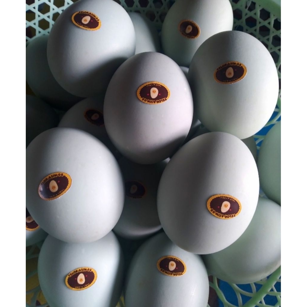 

TELUR ASIN MATANG