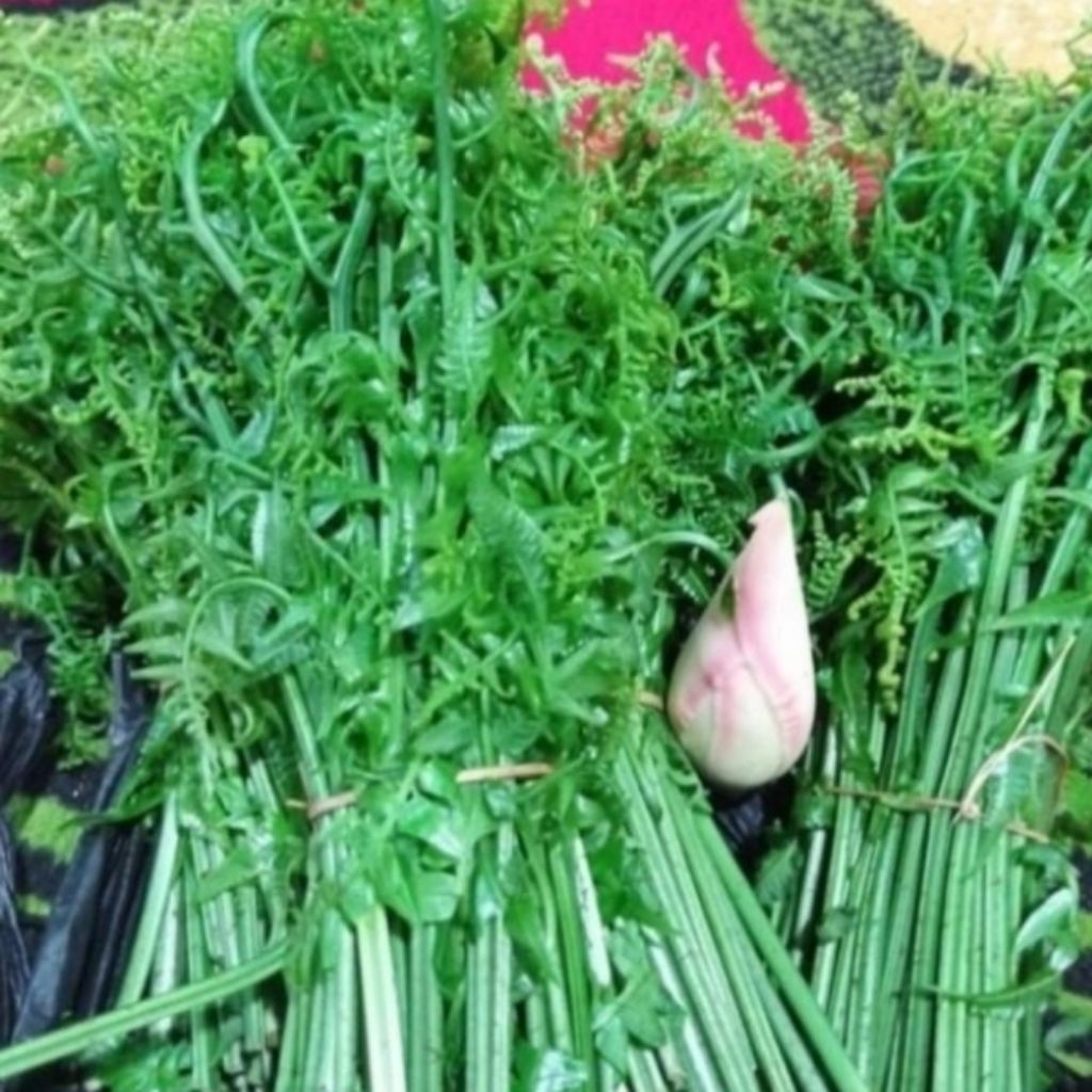 

Daun pakis segar di petik langsung dari kebun 250gr