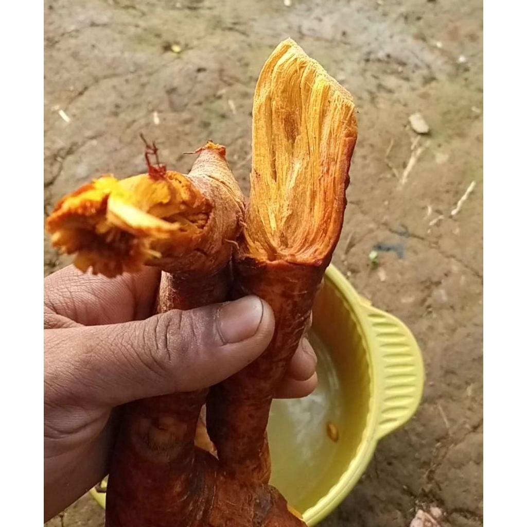 

akar mengkudu , akar pohon mengkudu segar pewarna alami herbal alami, /daun mengkudu/buah mengkudu