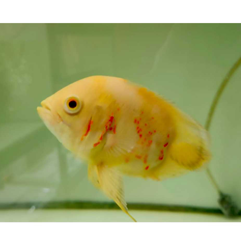 Ikan Hias Oscar Short Body