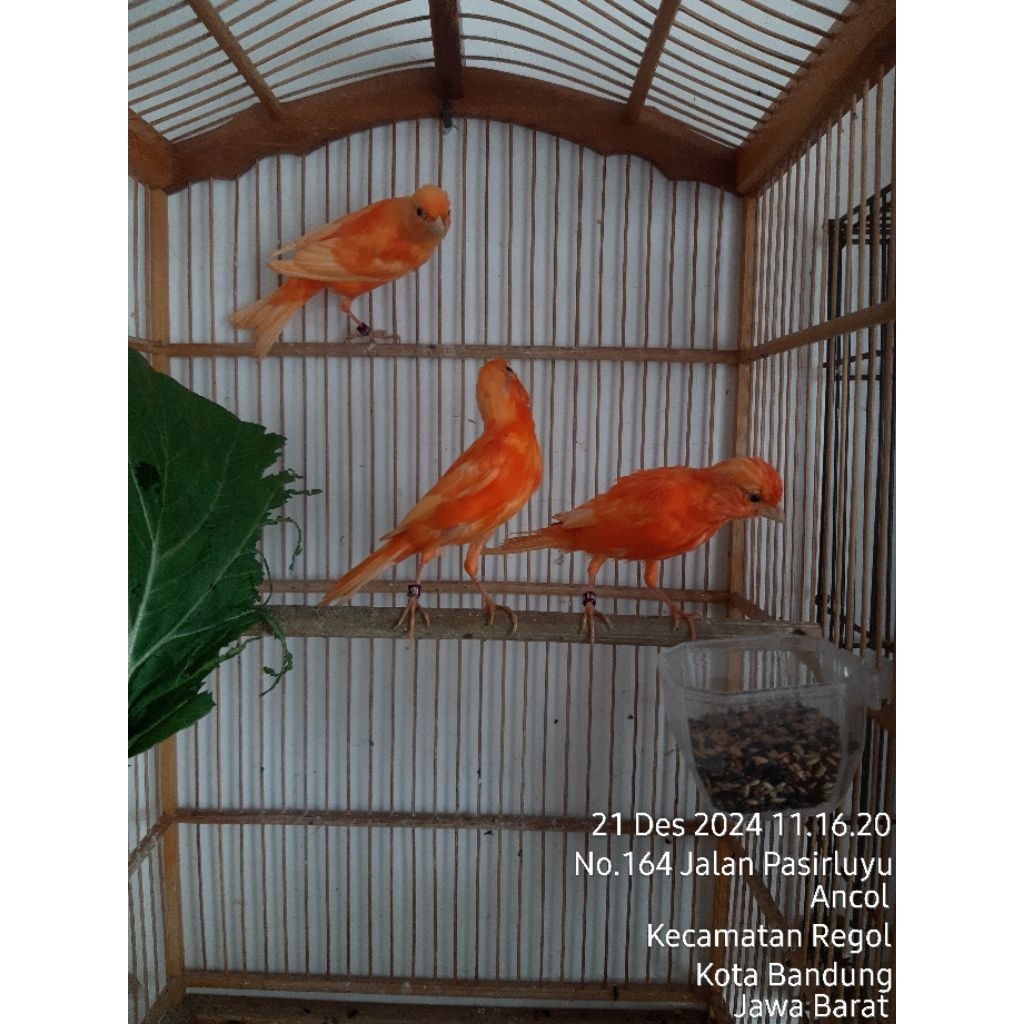 Kenari merah lokal remaja mitasian jantan dan betina ready