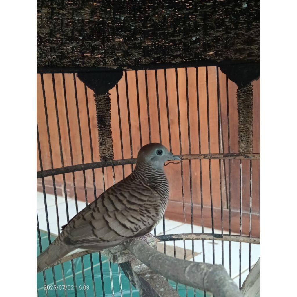 perkutut Bangkok betina