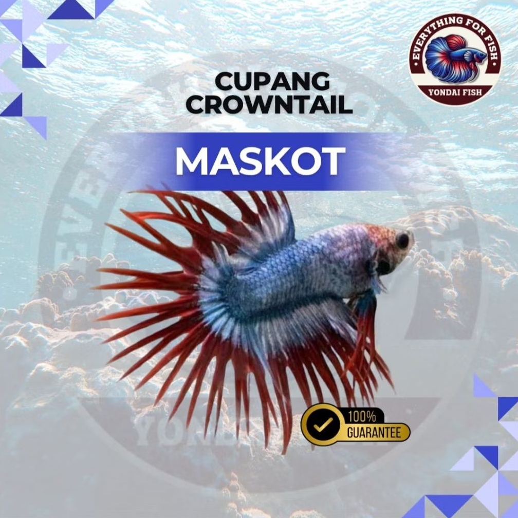 Cupang Crowntail Maskot | TOP GRADE | HIGH QUALITY | NEW