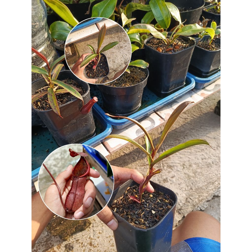 

Nepenthes lost id/lost tag