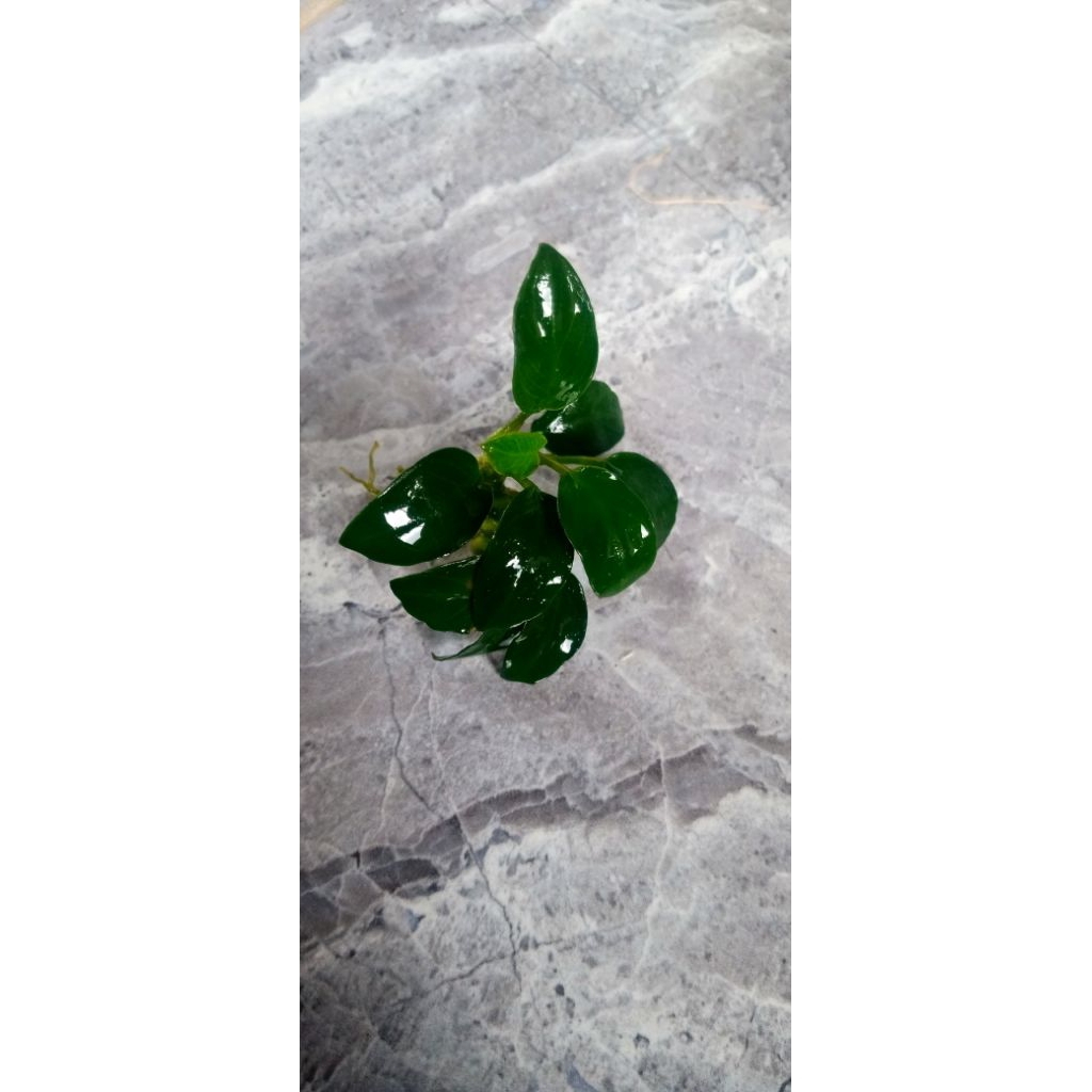 anubias petit tanaman aquascape