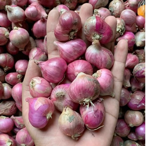 

Bawang Merah 1 Kg 30 ribuan Ukuran sedang bersih kering Murah Grosir
