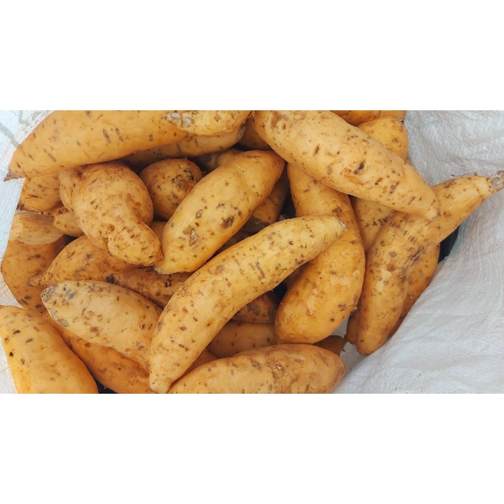 

PAKET USAHA coba-coba ubi madu cilembu