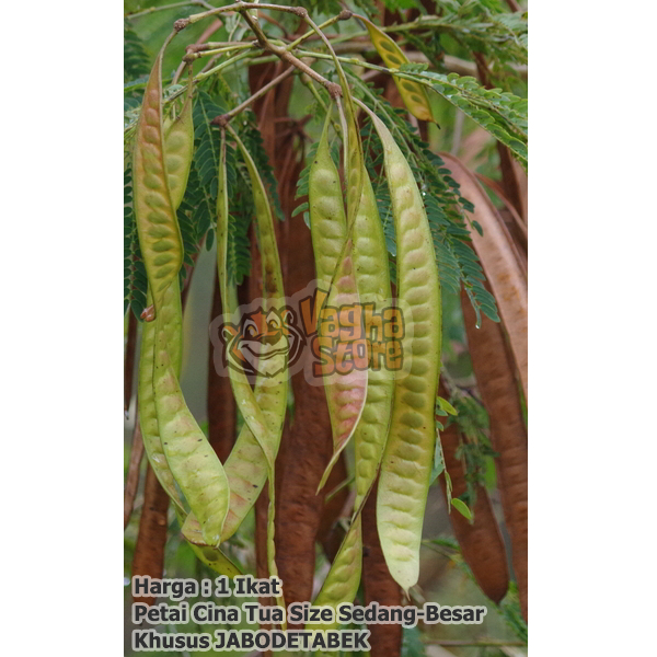 

Petai Cina Lamtoro Tua Per 30 Pcs