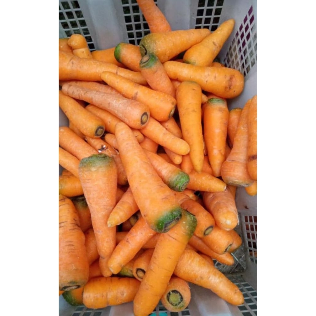 

WORTEL LOKAL FRESH Perkg