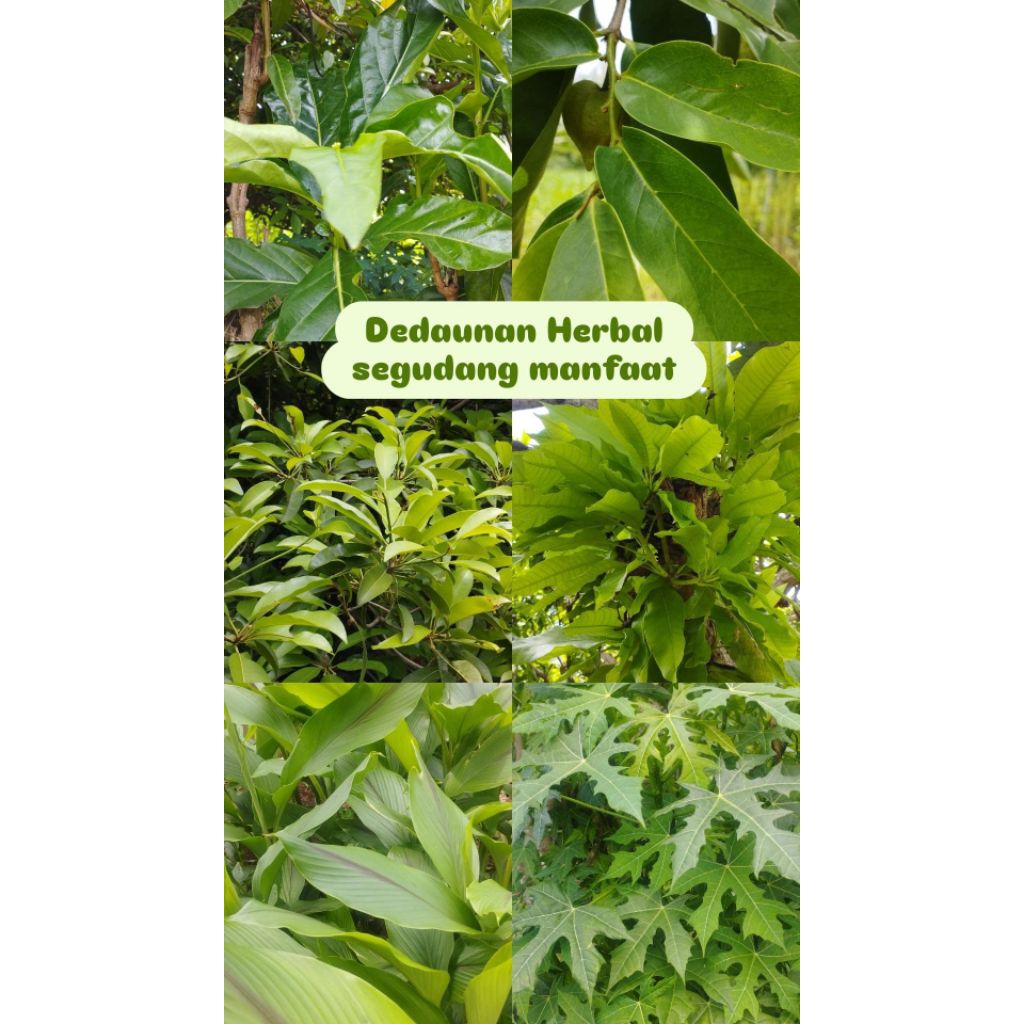 

Herbal Murah 100 Rupiah per Pcs, dipetik jika ada pesanan