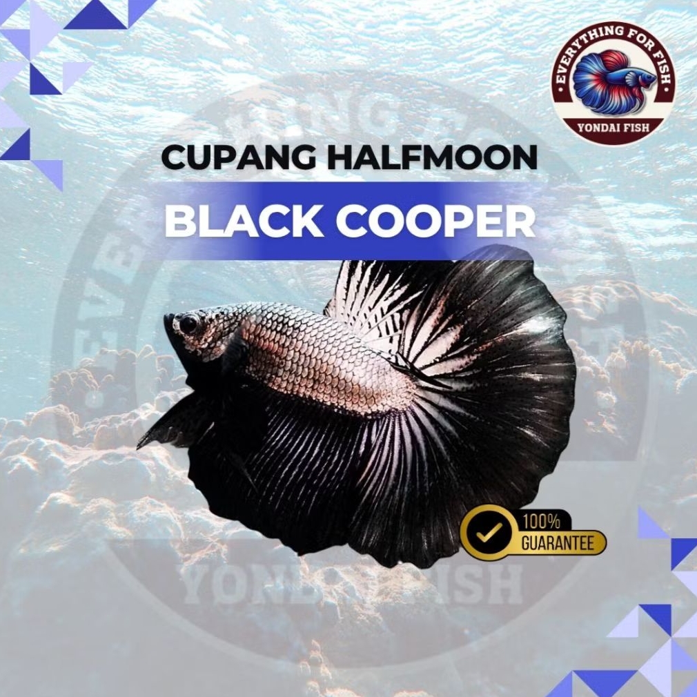 (BARU) HM Black Cooper | TOP GRADE | BEST QUALITY | DISKON