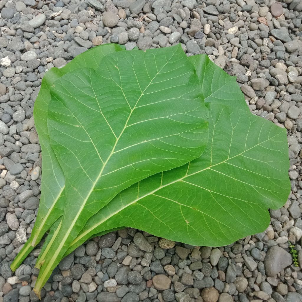 

Daun jati segar 30 lembar fress