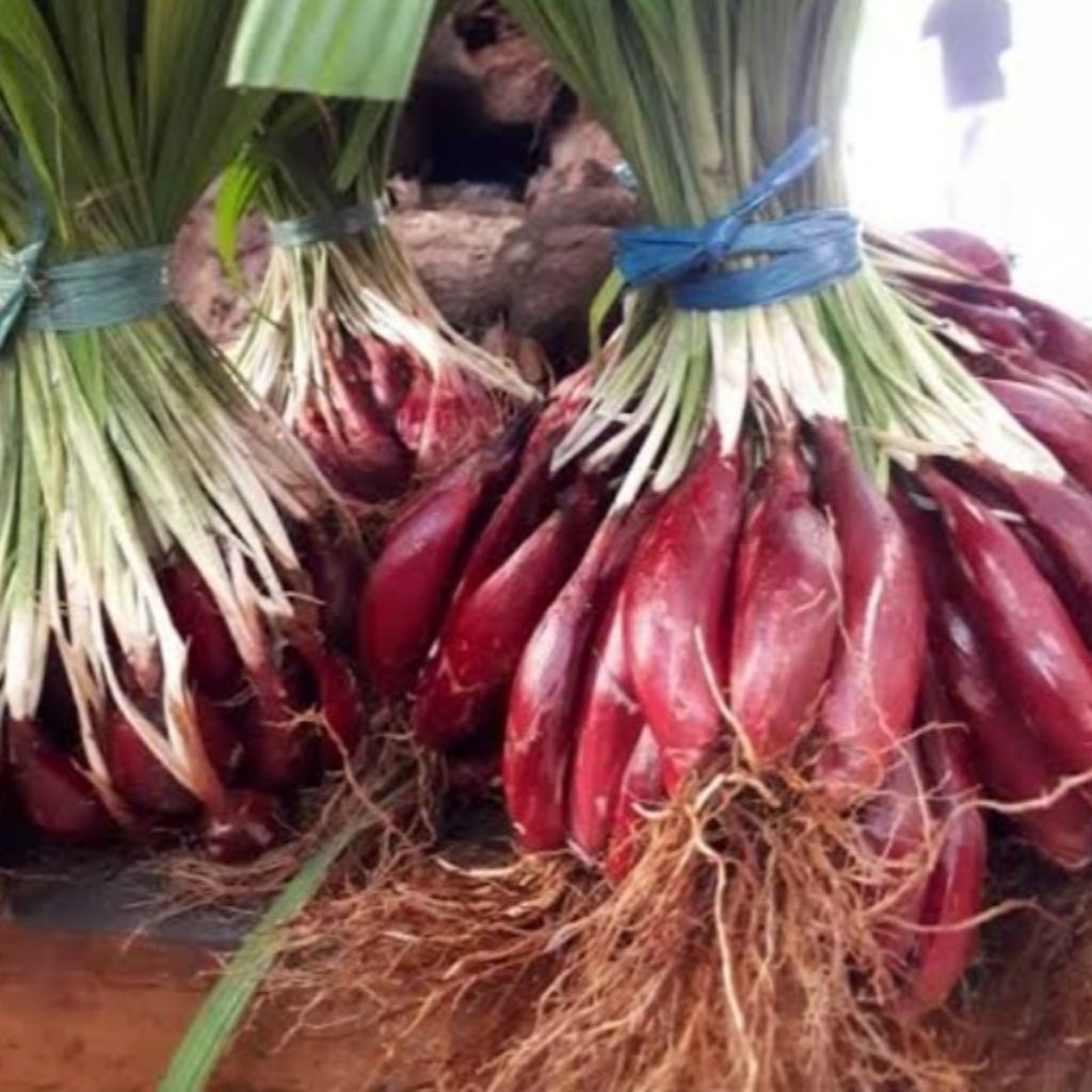 

Jual bawang dayak atau bawang hutan kuwalitas bagus 200 g