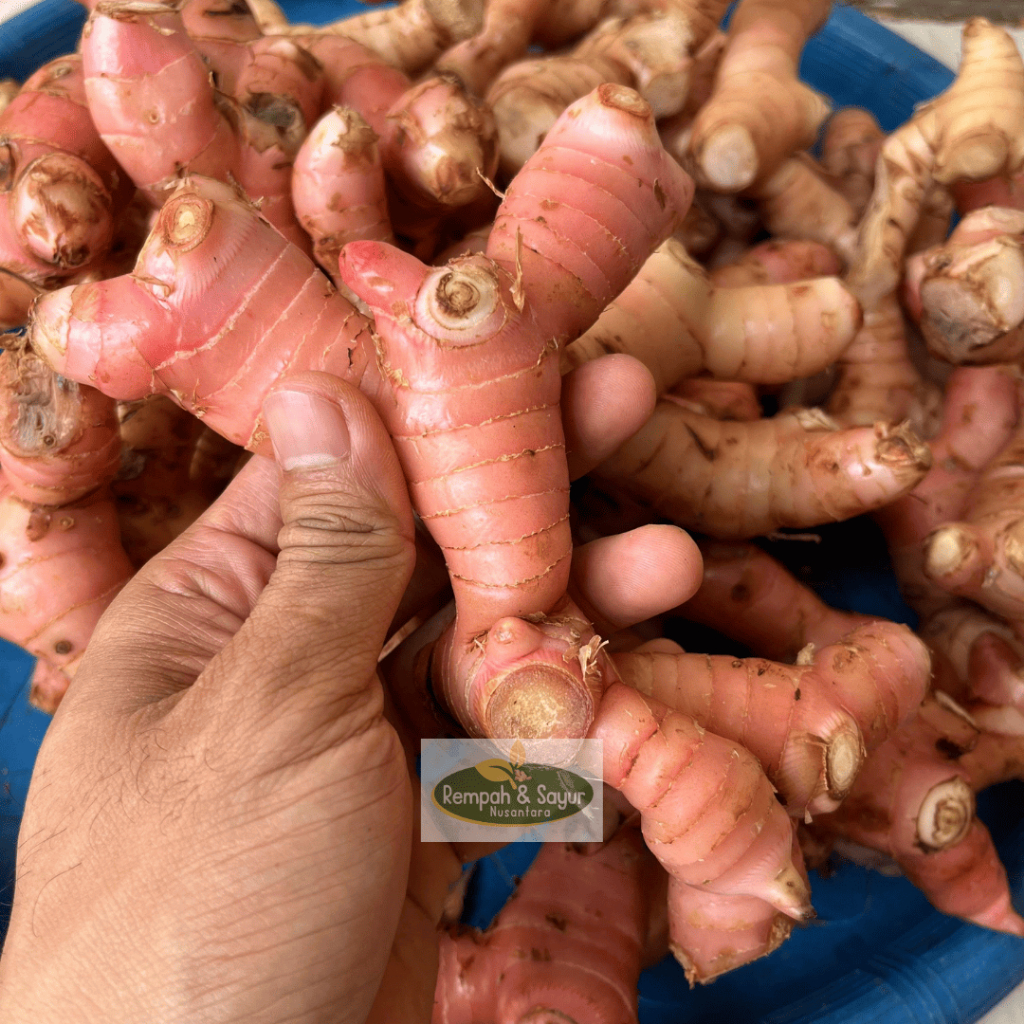 

Lengkuas Laos Bogor | Laja Bogor Segar Sudah Dicuci Fresh