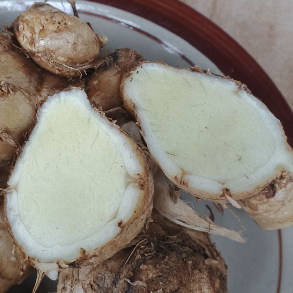 

temu putih kunyit putih kualitas terbaik 1kg