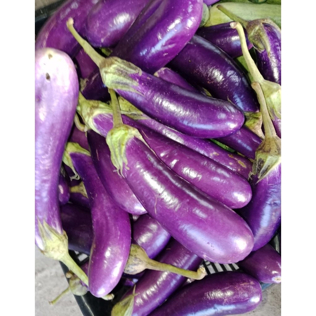 

Promo ‼️Terong Panjang Ungu Segar 1kg