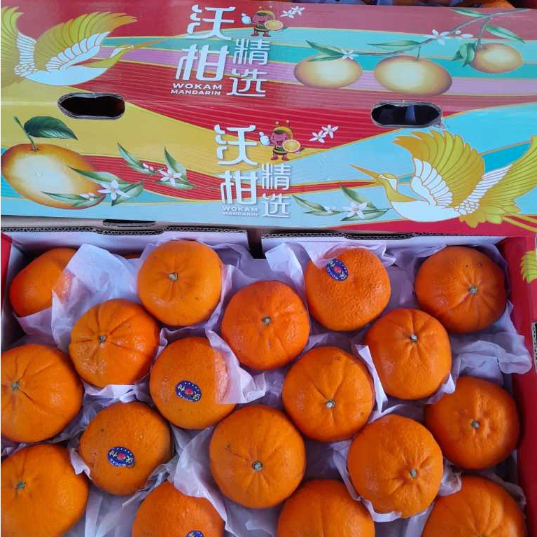 

Jeruk Wokam China (KG)