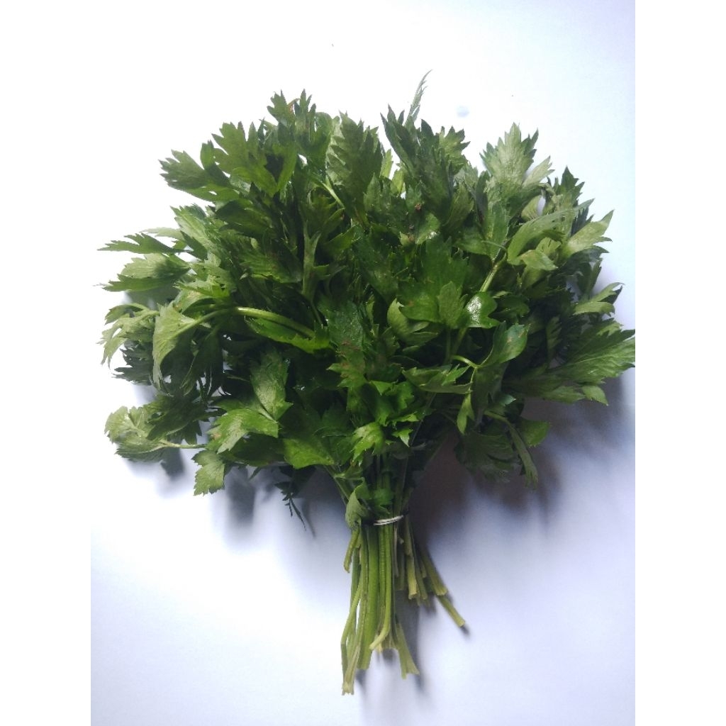

Daun sop/selederi per ikat