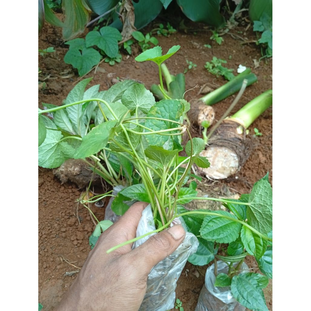 

10 bibit pagagan, lalapan antanan