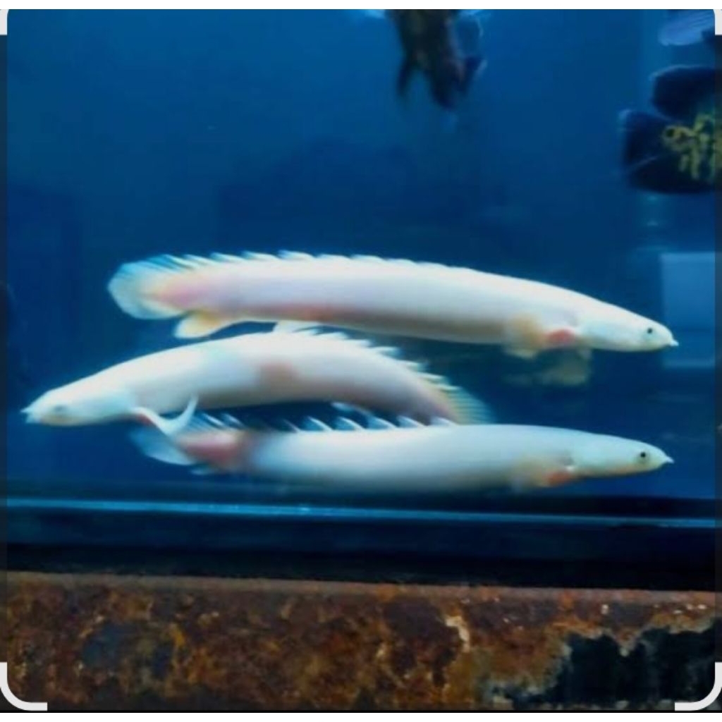 PALMAS LEUCISTIC +-14-15CM