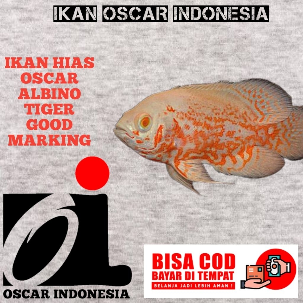 kebutuhan aquarium Oscar albino Tiger GM size 2jarian 8-10cm