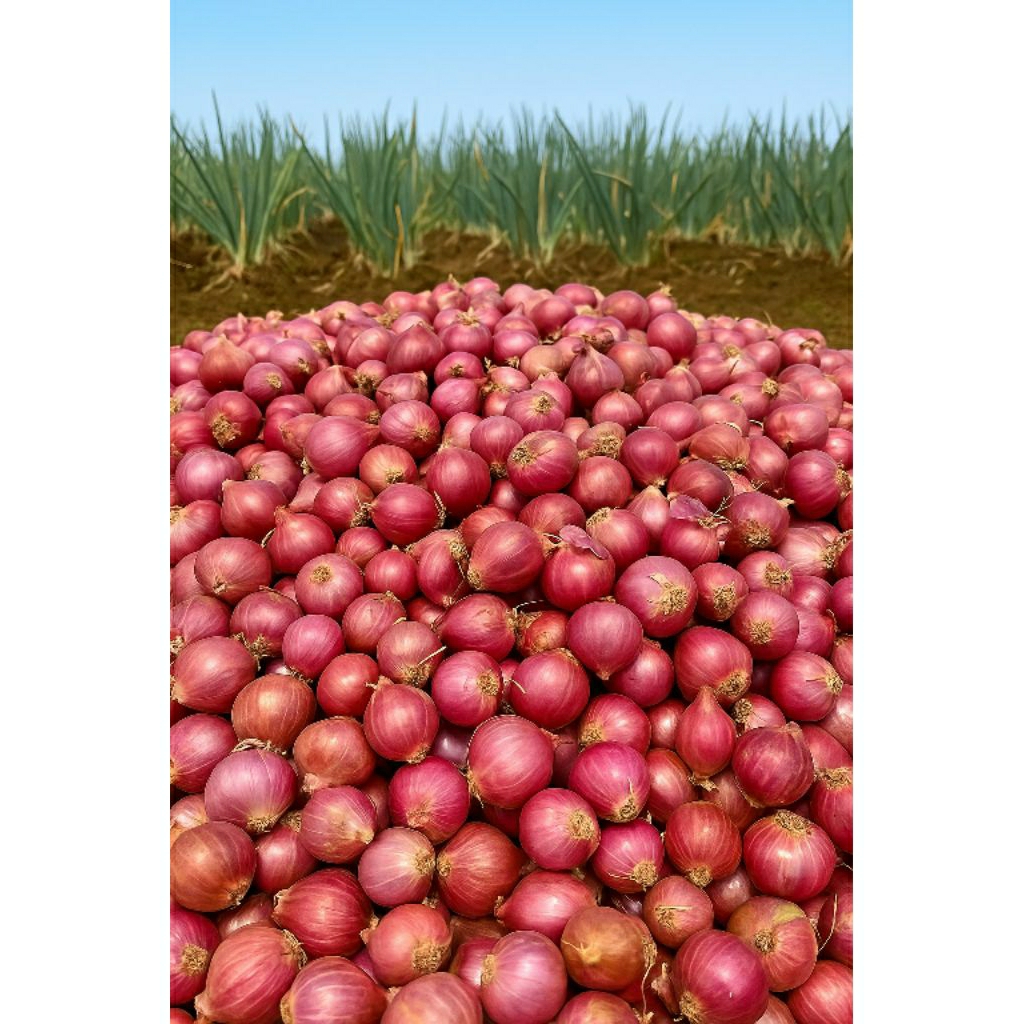 

bawang merah super eceran sangat cocok buat bumbu dapur