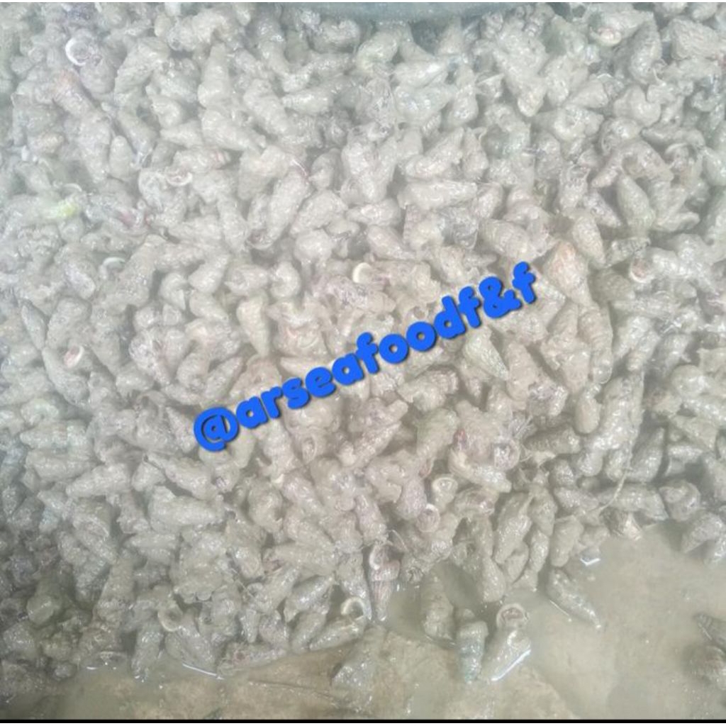 

keong nenek / katanglo 1kg