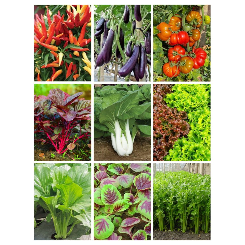 Aneka Macam Benih Sayur Sayuran Kangkung Bayam Terong Selada Pakcoy Brokoli Kembang Kol Kacang Panja