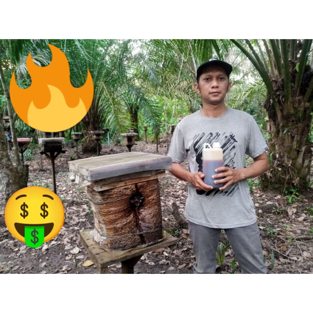 

Madu Pedas 1Kg Klanceng Trigona Itama Langka Stok Terbatas Murni 100% Asli Nektar Cabai dan Hutan Kalimantan