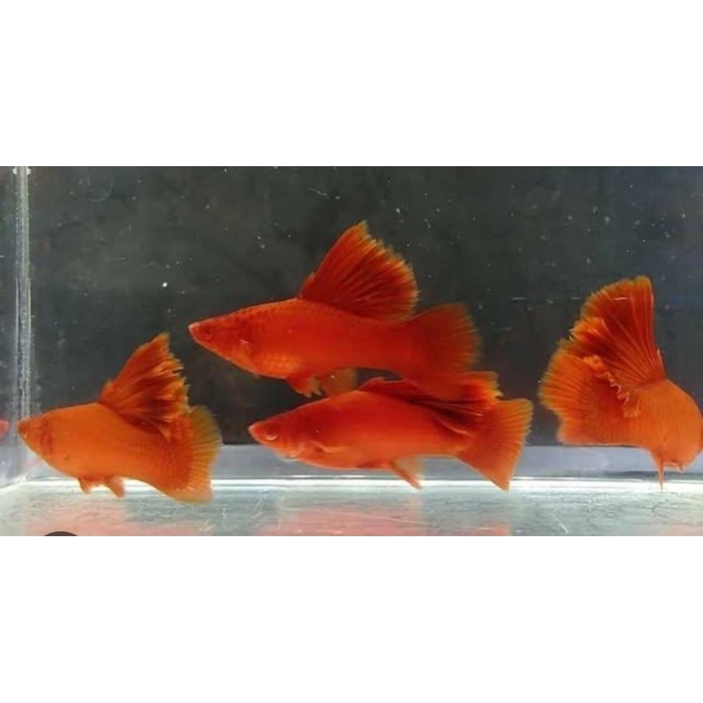 perlengkapan akuarium(platy blood red higfin softwortail) 2 pasang