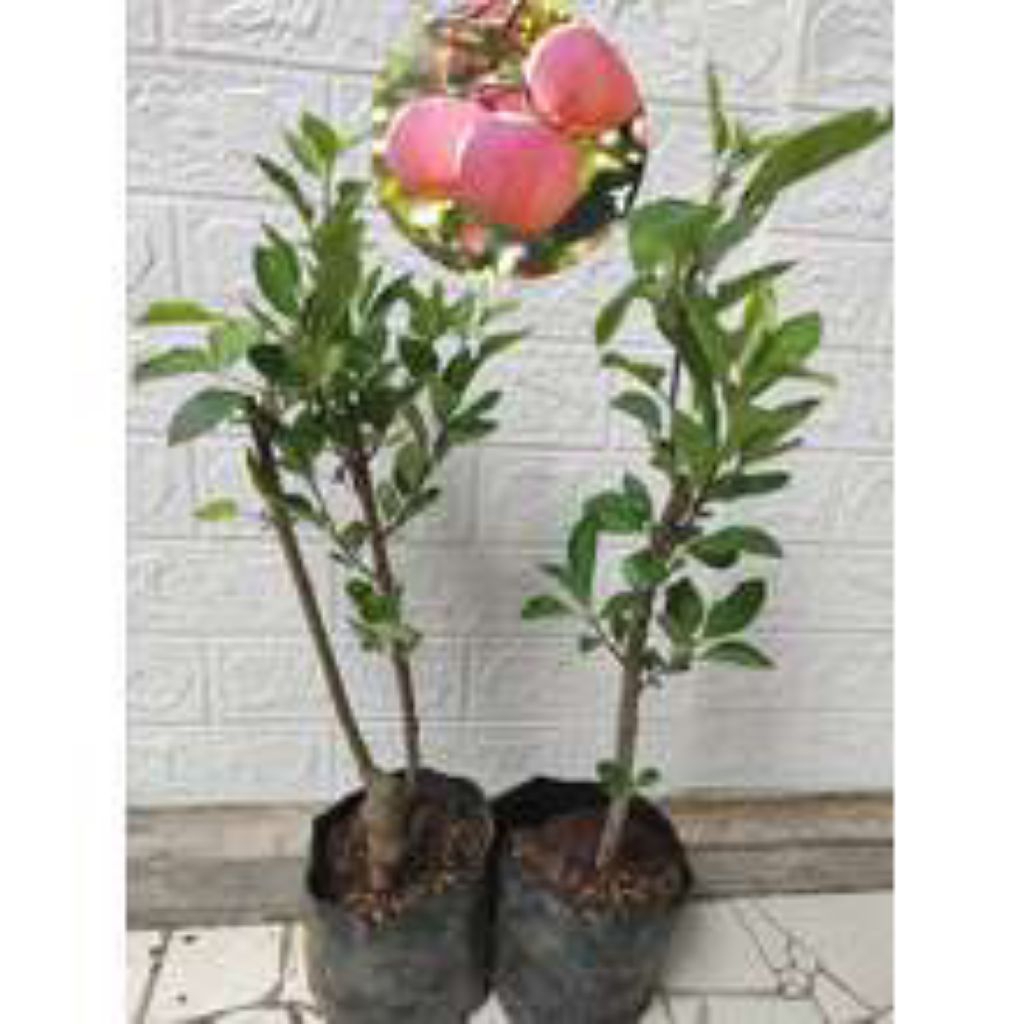 

BIBIT TANAMAN UNGGUL APEL FUJI