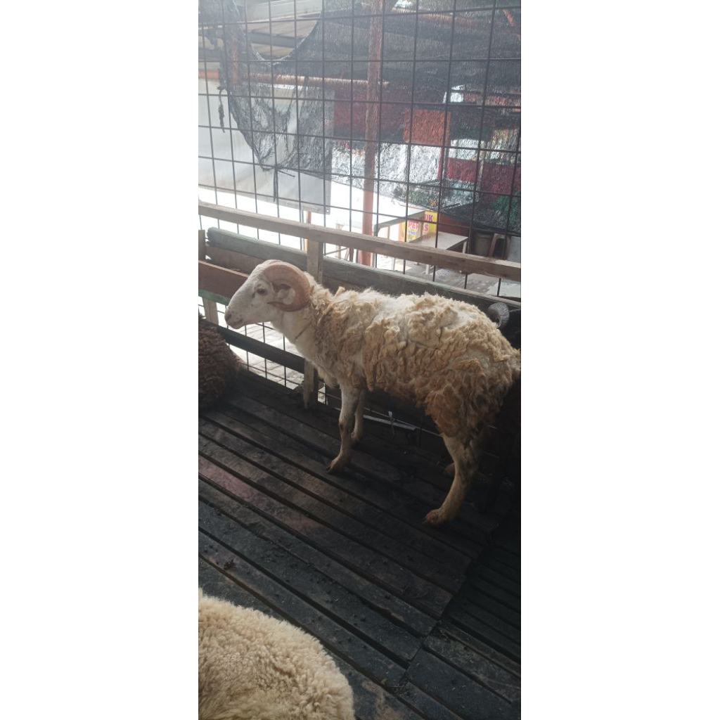 Domba Hidup Gratis Ongkir untuk Aqiqah/Qurban