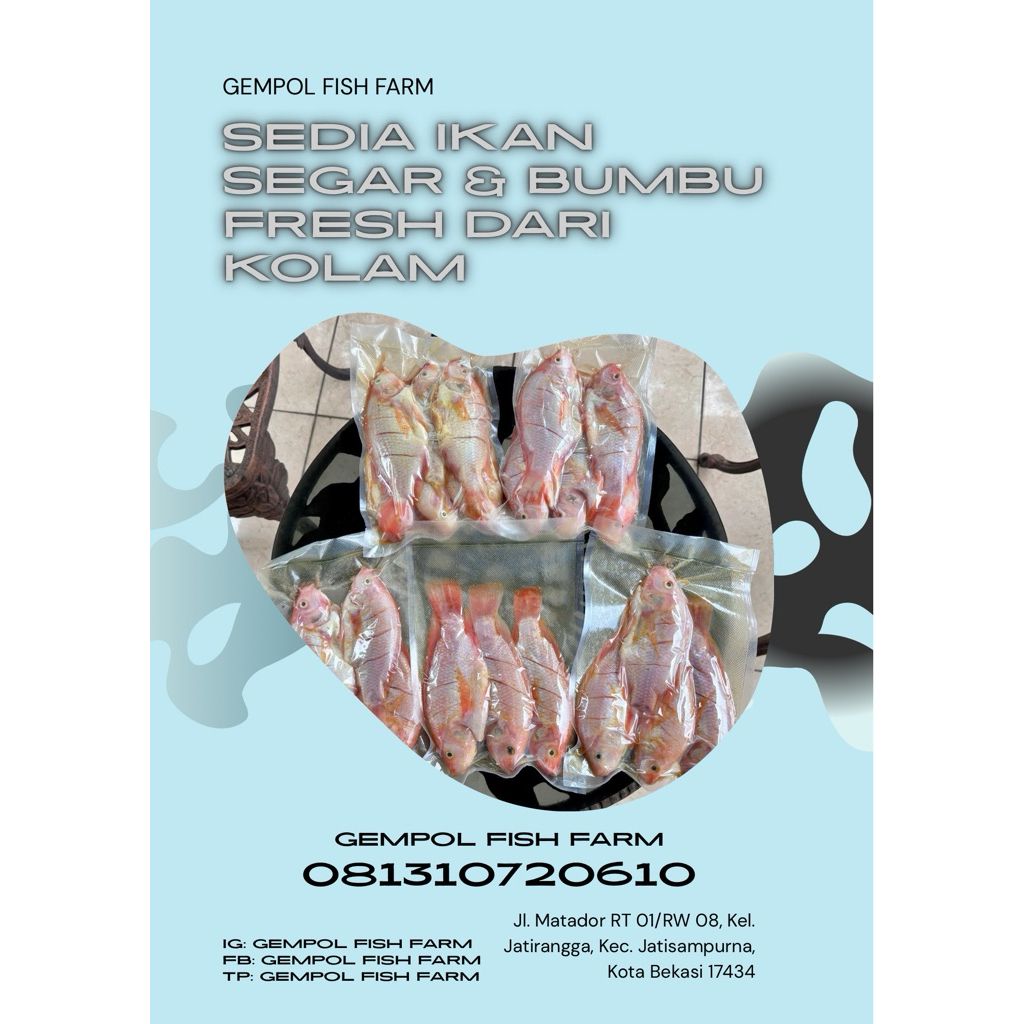 

Ikan Nila Bumbu Segar Fresh Dari Kolam Sendiri