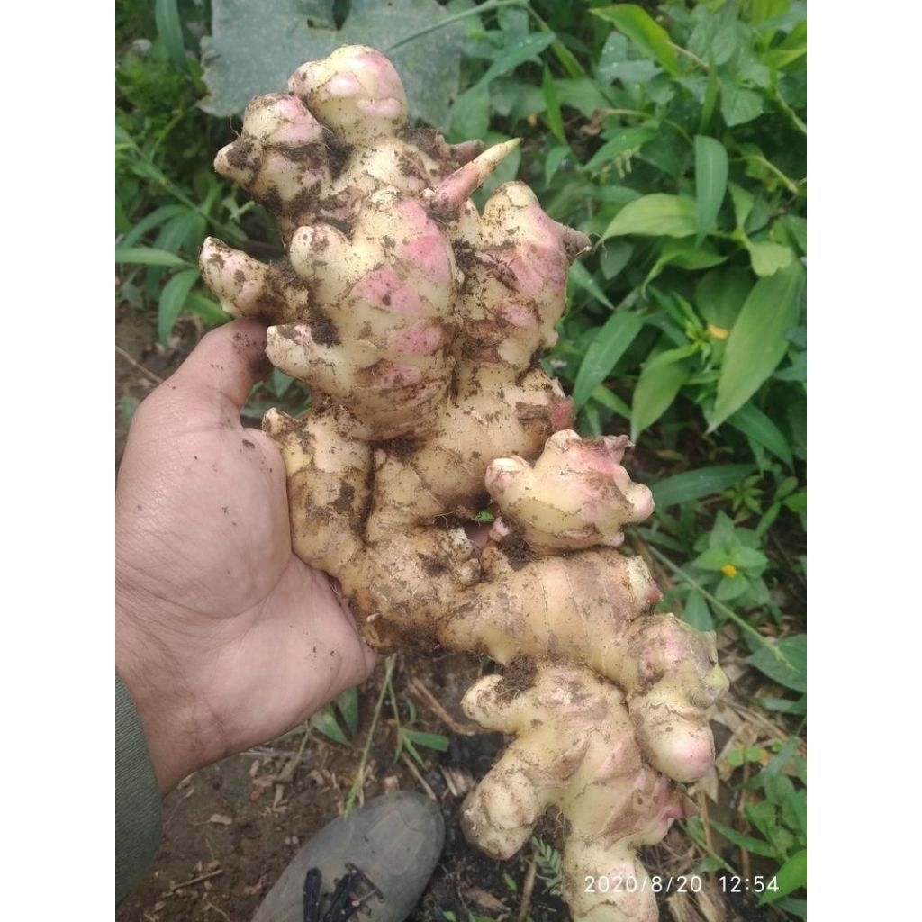 

Jahe Gajah pilihan, besar ukurannya, kuat manfaatnya!Cocok untuk jamu, rempah masakan, hingga minuman hangat alami.Yuk stok sekarang, langsung dari petani!